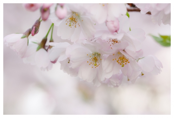 Schwangerschaftsfotos-Hannover-40